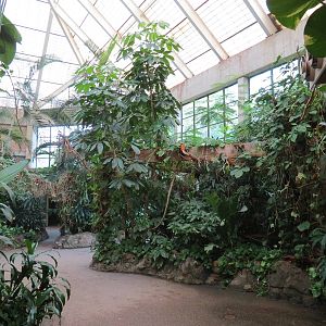 Tropical Forest - Interior