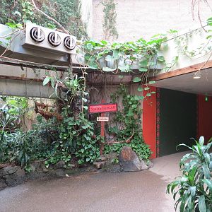 Tropical Forest - Interior