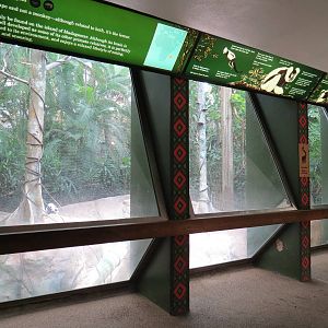 Tropical Forest - Black-and-white Ruffed Lemur Exhibit Viewing Area