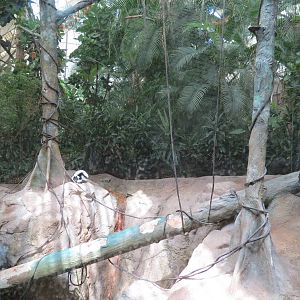Tropical Forest - Black-and-white Ruffed Lemur Exhibit