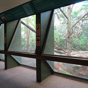 Tropical Forest - White-faced Saki, Cotton-top Tamarin, and Two-toed Sloth