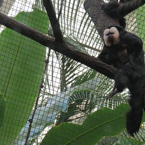 Tropical Forest - White-faced Saki