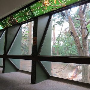 Tropical Forest - Black Howler Monkey Exhibit Viewing Area