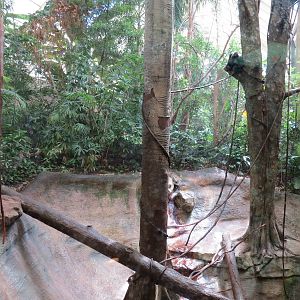 Tropical Forest - Black Howler Monkey Exhibit