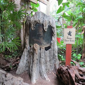 Tropical Forest - Poison Dart Frog Exhibit