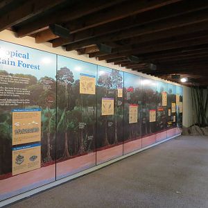 Tropical Forest - Wall Graphic