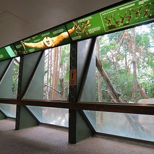 Tropical Forest - White-cheeked Gibbon Exhibit Viewing Area