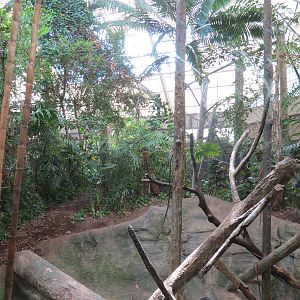 Tropical Forest - White-cheeked Gibbon Exhibit