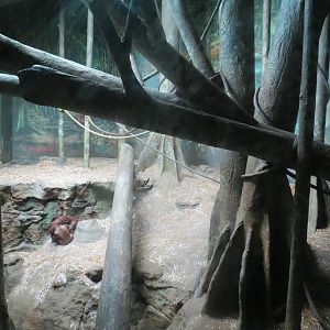 Tropical Forest - Orangutan Exhibit