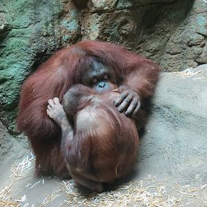 Tropical Forest - Orangutan