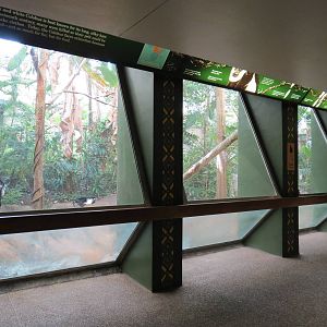 Tropical Forest - Black-and-white Colobus Exhibit Viewing Area