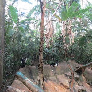 Tropical Forest - Black-and-white Colobus Exhibit