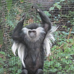 Tropical Forest - Black-and-white Colobus