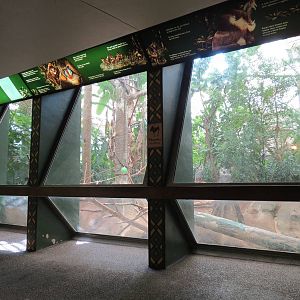 Tropical Forest - Blue Monkey Exhibit Viewing Area