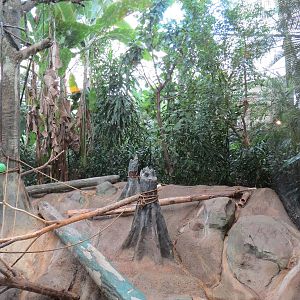Tropical Forest - Blue Monkey Exhibit