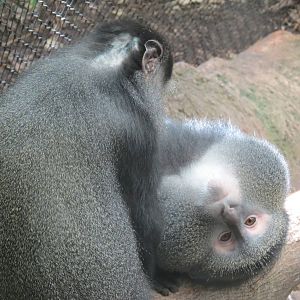 Tropical Forest - Blue Monkey