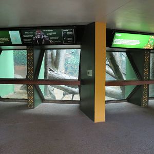 Tropical Forest - Lowland Gorilla Indoor Exhibit Viewing Area