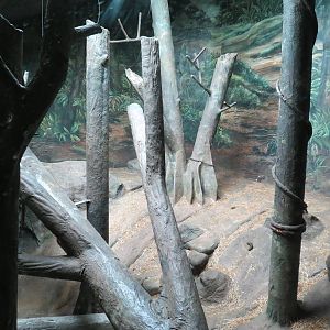 Tropical Forest - Lowland Gorilla Indoor Exhibit