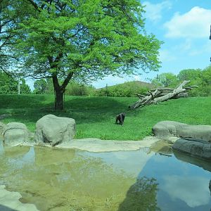 Tropical Forest - Lowland Gorilla Outdoor Exhibit
