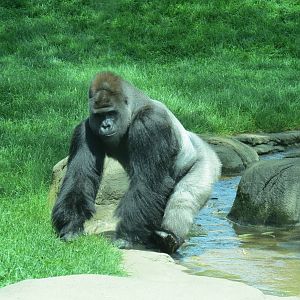 Tropical Forest - Lowland Gorilla