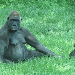 Tropical Forest - Lowland Gorilla