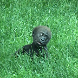 Tropical Forest - Lowland Gorilla