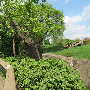 Tropical Forest - Lowland Gorilla Outdoor Exhibit