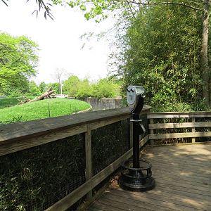 Tropical Forest - Lowland Gorilla Outdoor Exhibit Viewing Area