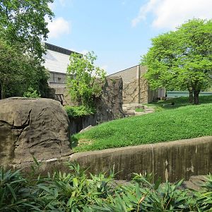 Tropical Forest - Lowland Gorilla Outdoor Exhibit