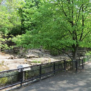 Bears - Fourth Grotto - American Black Bear Exhibit