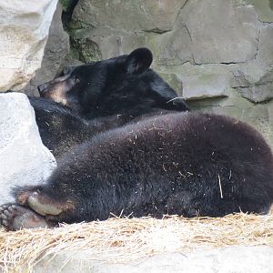 Bears - Fourth Grotto - American Black Bear Exhibit