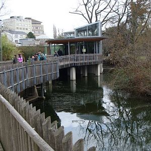 Pavillon of Hylobatidae