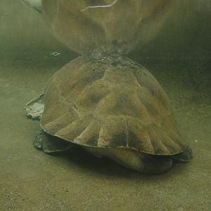 Malaysian giant turtle at Chengdu zoo 2013-3-24