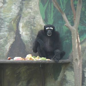 Eastern hoolock gibbon at Chengdu zoo 2013-3-24