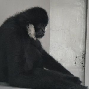 Northern white-cheeked gibbon at Chengdu zoo 2013-3-24