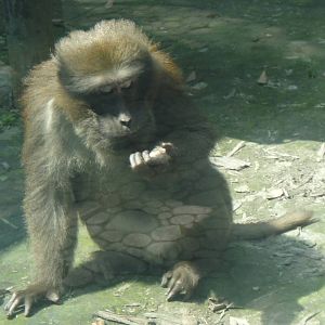 Assam macaque at Chengdu zoo 2013-3-24