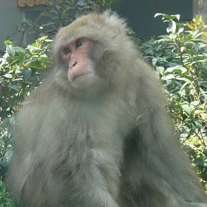 Japanese macaque at Chengdu zoo 2013-3-24