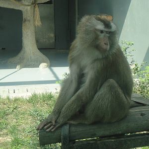 Pig-tailed macaque at Chengdu zoo 2013-3-24