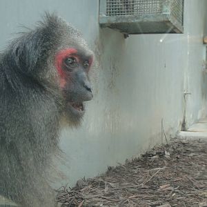 Stump-tailed macaque at Chengdu zoo 2013-3-24
