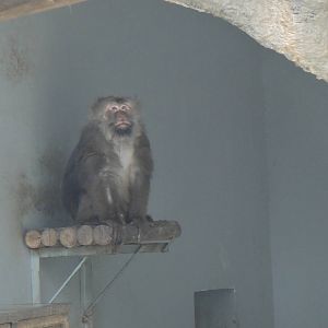 Tibetan macaque at Chengdu zoo 2013-3-24
