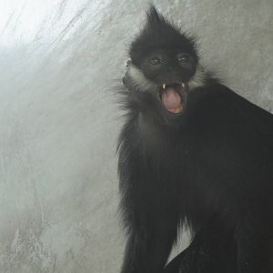 Francois' leaf monkey at Chengdu zoo 2013-3-24