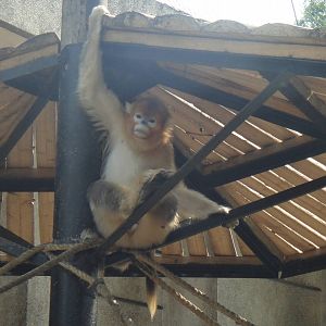 Golden snub-nosed monkey at Chengdu zoo 2013-3-24