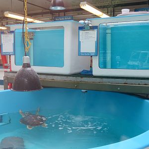 PPG Aquarium - Sea Turtle Rehabilitation Exhibit
