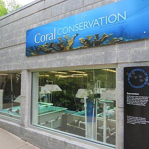 PPG Aquarium - Coral Conservation Exhibit