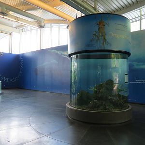 PPG Aquarium - Upper Lobby with Leafy Sea Dragon Exhibit