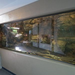 PPG Aquarium - A Freshwater Fortune - Rainbow Trout and Others Exhibit