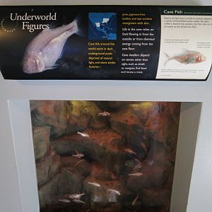 PPG Aquarium - A Freshwater Fortune - Cave Fish Exhibit