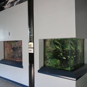 PPG Aquarium - A Freshwater Fortune - Hellbender and African Knifefish and