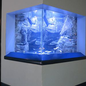 PPG Aquarium - A Freshwater Fortune - Brichardi Cichlid and Duboisi Cichlid