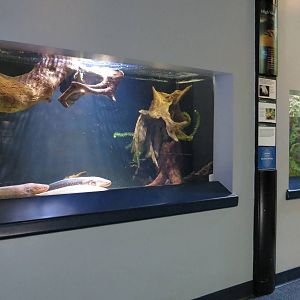 PPG Aquarium - A Freshwater Fortune - Electric Eel and Surinam Toad Exhibit